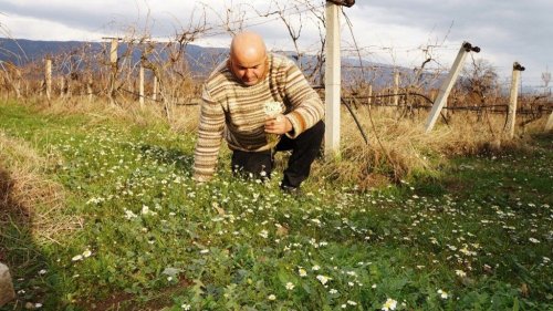 Ocak Ayında Papatyalar Açtı