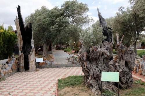 Odunları Sanat Eserine Dönüştürüyor
