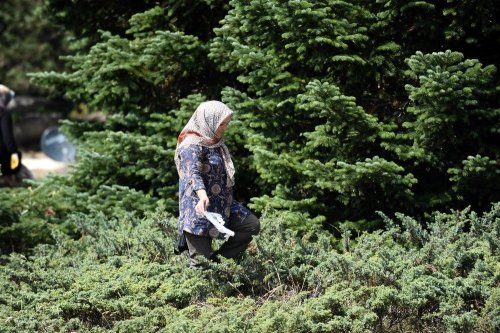 Ormandan Temizlik Canavarı Çıktı