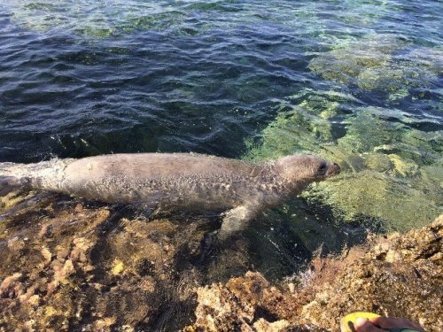 Plajda Ortaya Çıkan Davetsiz Misafir Şaşırttı
