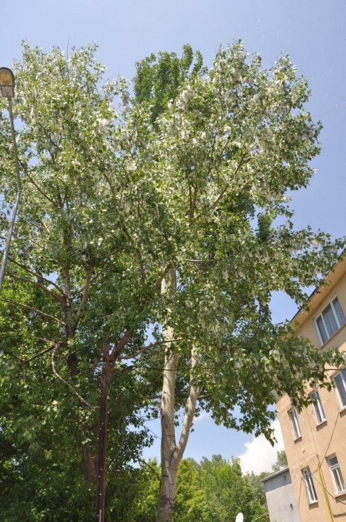 Polenli Ağaçlar Vatandaşları Rahatsız Ediyor