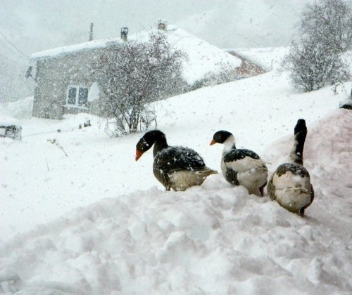 Posof'ta Köy Yolları Ulaşıma Kapandı