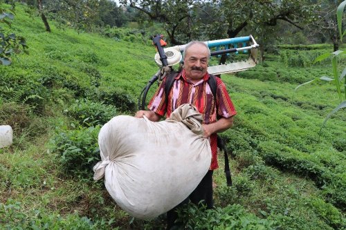 Rizeli 'Çay Toplama Makinesi' Yaptı