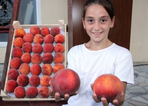 Rusya Dört Gözle Bu Şeftalileri Bekliyor