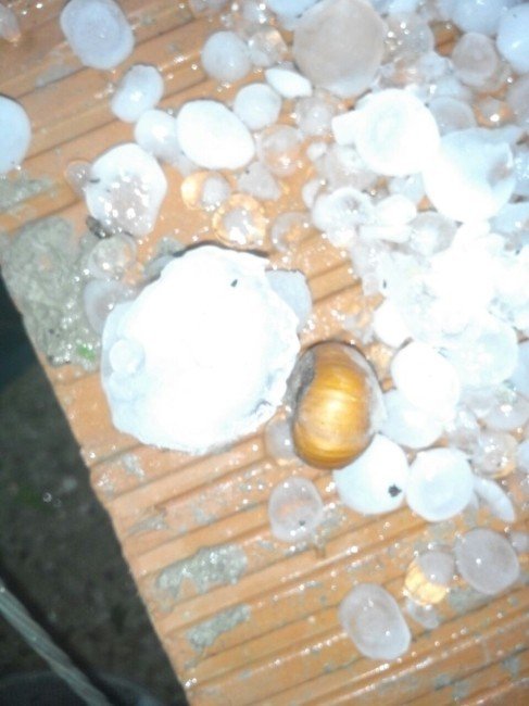 Samsun’da Cevizden Büyük Dolu Yağdı