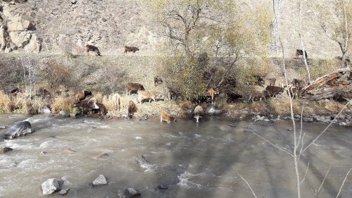 Sıcak Hava Hayvancılıkla Uğraşanlara Yaradı