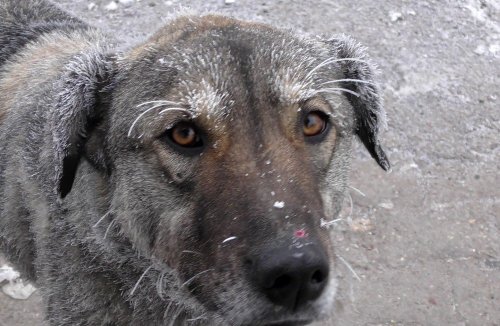 Soğuklar Göle’yi Esir Aldı