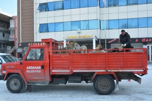 Sokak Köpekleri Toplanıyor