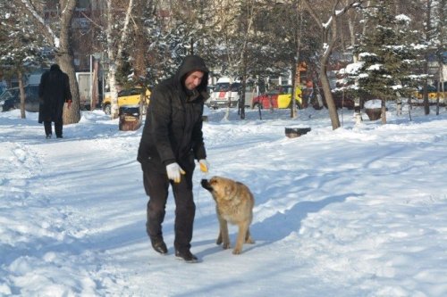 Sokak Köpekleri Toplanıyor