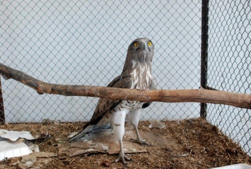 Tedavi Edilen Yılan Kartalı Doğaya Salındı