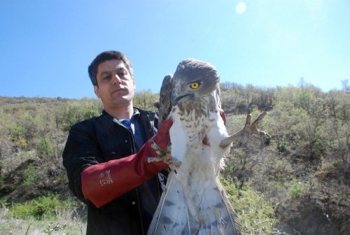 Tedavi Edilen Yılan Kartalı Doğaya Salındı