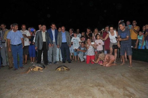 Tedavileri Tamamlanan Deniz Kaplumbağaları Denize Bırakıldı
