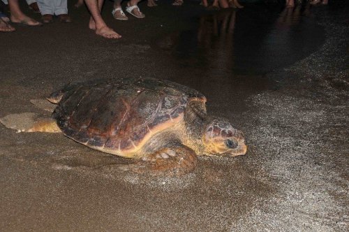 Tedavileri Tamamlanan Deniz Kaplumbağaları Denize Bırakıldı