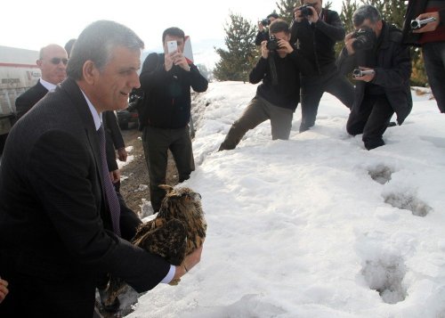 Tedavisi Tamamlanan Baykuş Doğaya Bırakıldı