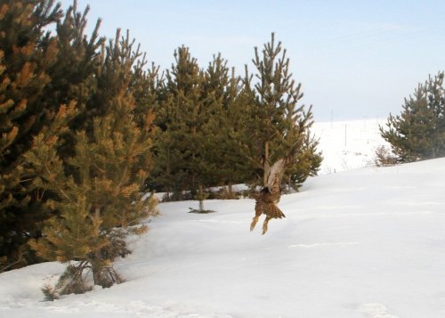 Tedavisi Tamamlanan Baykuş Doğaya Bırakıldı