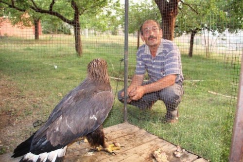 Tembel Kartal Tedavi Edilecek