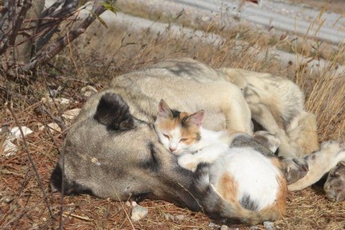 Tokat’ta Kedi İle Köpeğin Şaşırtan Dostluğu