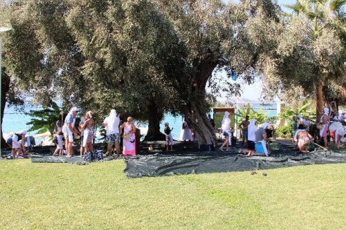 Turistler Tatili Bırakıp Zeytin Topladı
