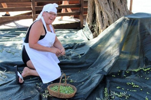 Turistler Tatili Bırakıp Zeytin Topladı