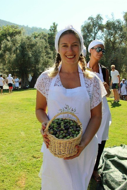 Turistler Tatili Bırakıp Zeytin Topladı