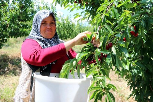 Türkiye’nin En Büyük Meyve Bahçesinde Kiraz Hasadı