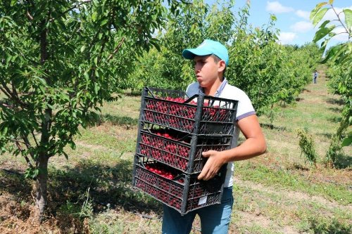 Türkiye’nin En Büyük Meyve Bahçesinde Kiraz Hasadı