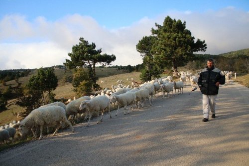 Uludağ’da Koyunların Zirve Kampı Sona Erdi