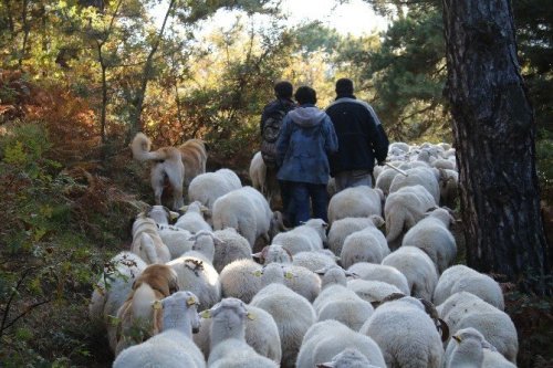 Uludağ’da Koyunların Zirve Kampı Sona Erdi