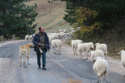 Uludağ’da Koyunların Zirve Kampı Sona Erdi