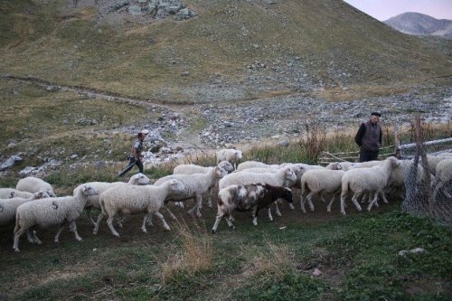 Uludağ’da Koyunların Zirve Kampı Sona Erdi