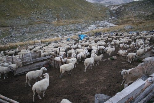 Uludağ’da Koyunların Zirve Kampı Sona Erdi