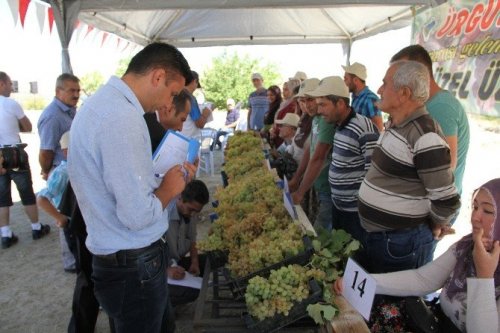 Ürgüp’te En Hızlı Üzüm Yeme Yarışması