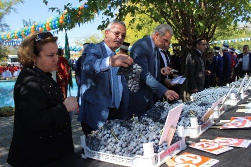 Üzümler Birinci Olmak İçin Yarıştı