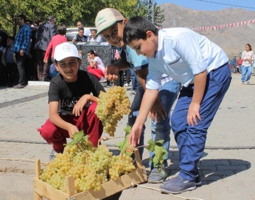 Üzümler Birinci Olmak İçin Yarıştı