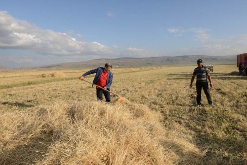 Vali Bilmez, Çiftçilerle Birlikte Tarlada Hasat Yaptı