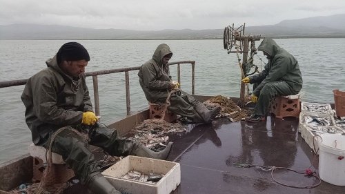 Van Gölü’nde Av Yasağı Başlıyor