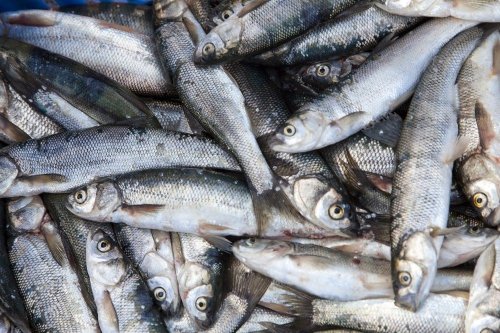 Van Gölü'nde İnci Kefali Avı Başladı