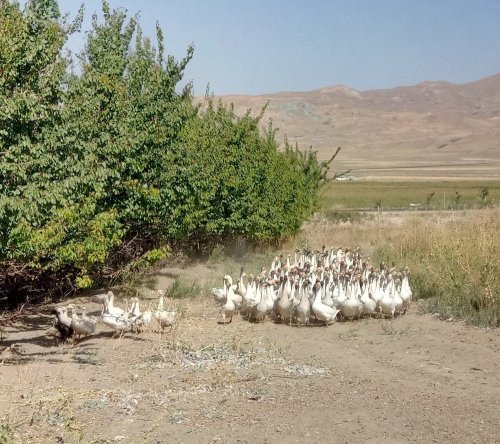 Van'a Kaz Çiftliği Kurdu