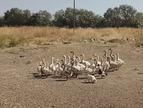 Van'a Kaz Çiftliği Kurdu