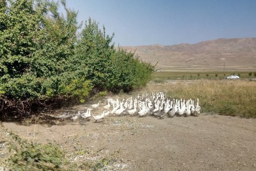 Van'a Kaz Çiftliği Kurdu