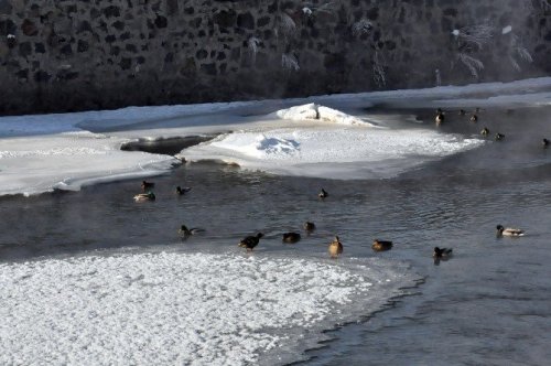 Yaban Ördekleri 'Şehir Merkezi'ne Geldi