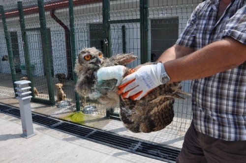 Yaralı Baykuş Tedavi Altına Alındı