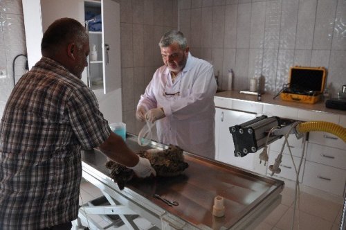 Yaralı Baykuş Tedavi Altına Alındı