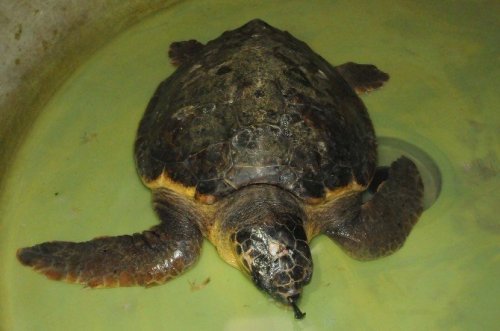 Yaralı Caretta Carettalar Çanakkale’de Tedavi Altına Alındı