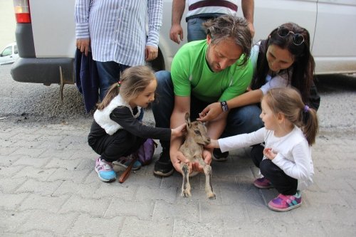 Yaralı Dağ Keçisi Kars'a Sevk Edildi