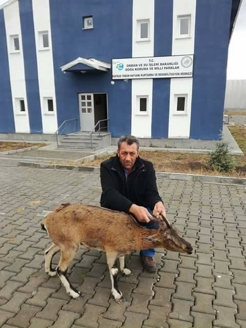 Yaralı Dağ Keçisi Tedavi Altına Alındı