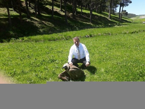 Yaralı Kızıl Akbaba Tedavi Edilecek