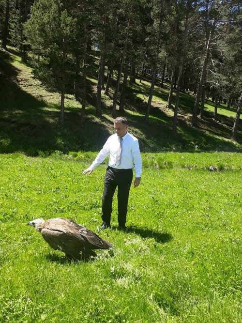 Yaralı Kızıl Akbaba Tedavi Edilecek