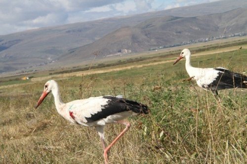 Yaralı Leylekler Doğaya Bırakıldı