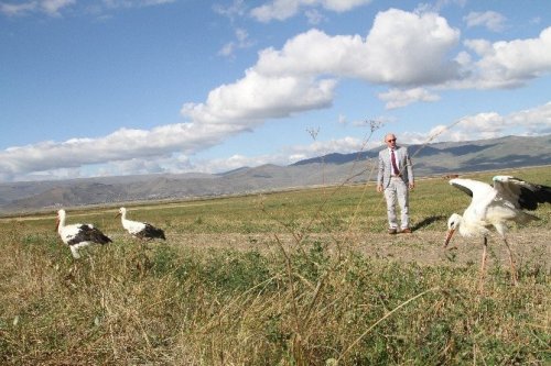Yaralı Leylekler Doğaya Bırakıldı